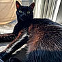 black_cat, cat, feline, pet, indoor, sunlight, window, chair, fur, whiskers, alert, relaxed, animal, closeup, portrait, domestic_cat, curious, cozy, home, daylight