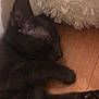 cat, kitten, black_cat, sleeping, nap, floor, wood_floor, fluffy_cushion, cozy, pet, domestic_animal, indoor, quiet, resting, cute, feline, animal, fur, paw, relaxed