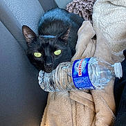 Deusky a rejoint le concours — aidez-le/la à gagner de superbes lots ! black_cat, cat, pet, animal, green_eyes, blanket, water_bottle, car_seat, cozy, resting, feline, indoor, domestic_animal, soft_texture, close_up, portrait, relaxing, fur, whiskers, cute