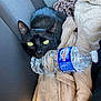 black_cat, cat, pet, animal, green_eyes, blanket, water_bottle, car_seat, cozy, resting, feline, indoor, domestic_animal, soft_texture, close_up, portrait, relaxing, fur, whiskers, cute
