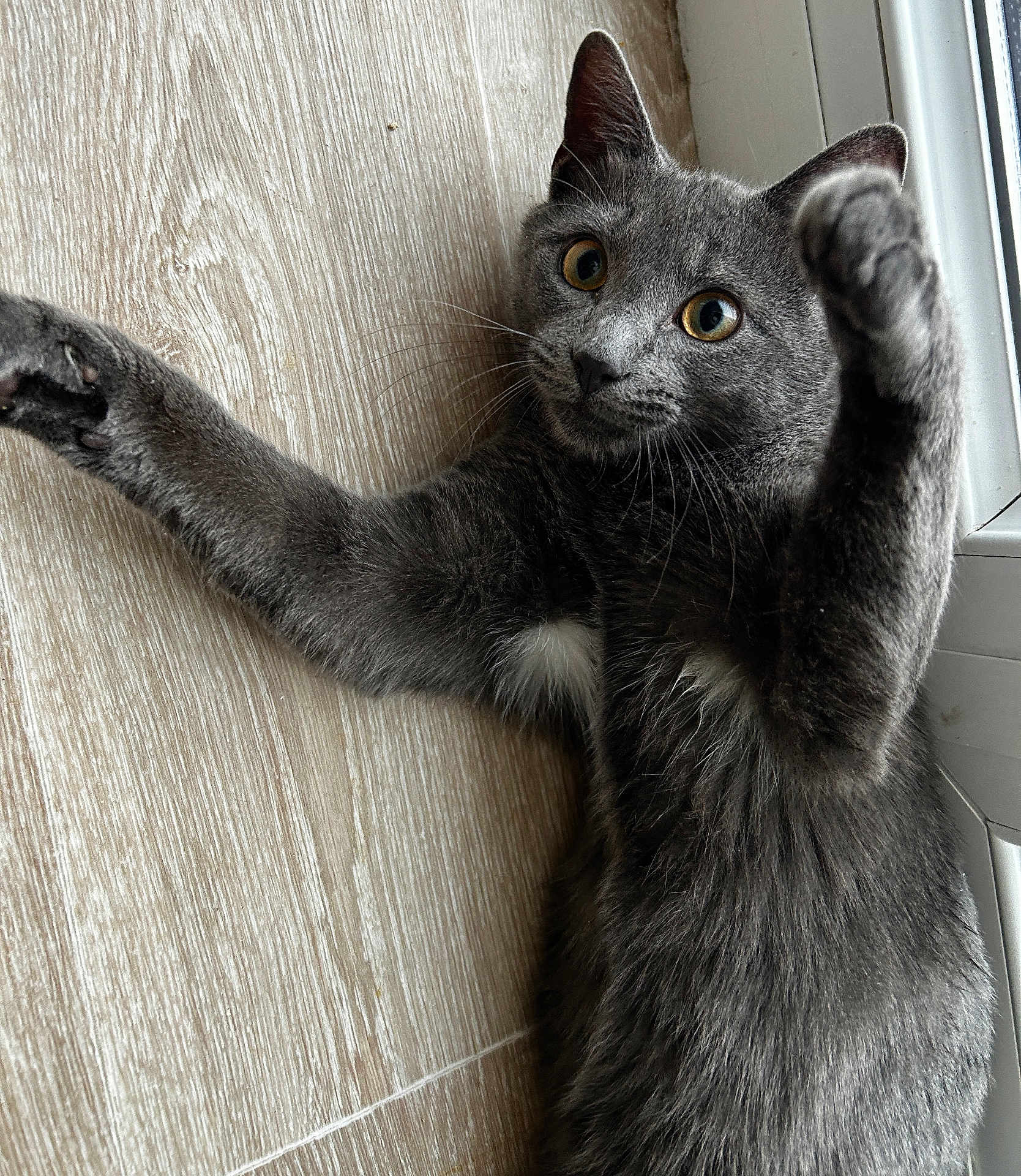 Tigrou