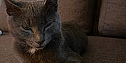 Tigrou participe au concours pour gagner de l'argent avec cette photo : cat, gray_cat, pet, animal, feline, couch, sofa, indoor, home, furniture, resting, relaxed, fur, ears, whiskers, paw, face, wallpaper, pattern, closeup