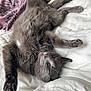Tigrou participe au concours pour gagner de l'argent avec cette photo : cat, gray_cat, sleeping, paw, fur, blanket, bed, cozy, relaxed, indoor, pet, animal, whiskers, cute, feline, soft, resting, comfort, nap, domestic