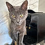 Tigrou a rejoint le concours — aidez-le/la à gagner de superbes lots ! cat, gray_cat, yellow_eyes, coffee_machine, kitchen_counter, marble_wall, curious, domestic, pet, feline, indoor, closeup, sitting, tablecloth, black_appliance, whiskers, tail, ears, fur, portrait