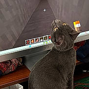 Tigrou a rejoint le concours — aidez-le/la à gagner de superbes lots ! cat, gray_cat, computer, monitor, minecraft, desk, keyboard, glasses, indoor, furniture, game, gaming, pet, animal, looking_up, technology, screen, curious, home, cozy