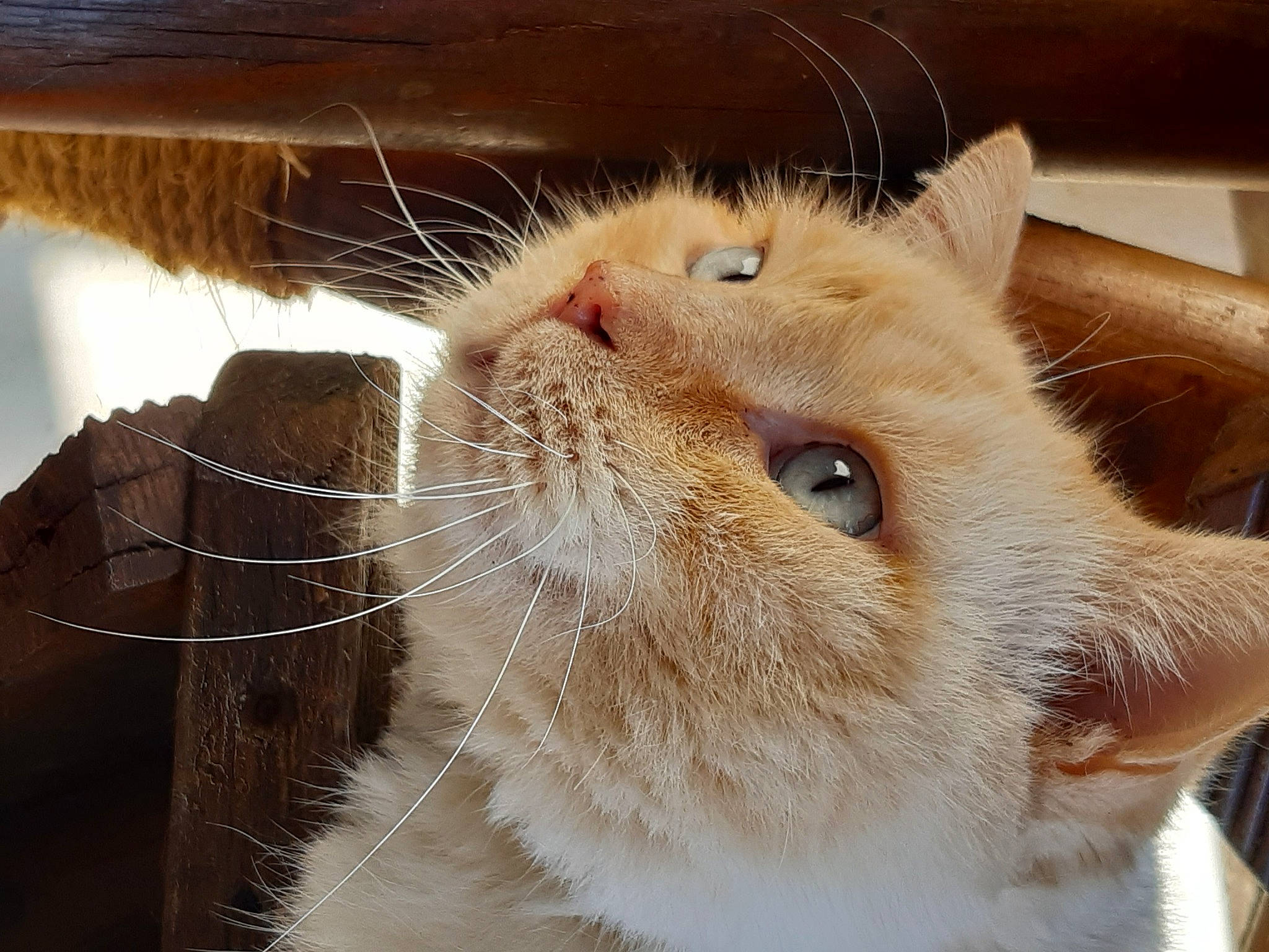 Bounty participe au concours pour gagner de l'argent avec cette photo : balinese, box, carnivore, cat, domestic_short_haired_cat, ear, fawn, felidae, fur, paw, small_to_medium_sized_cats, snout, tail, whiskers