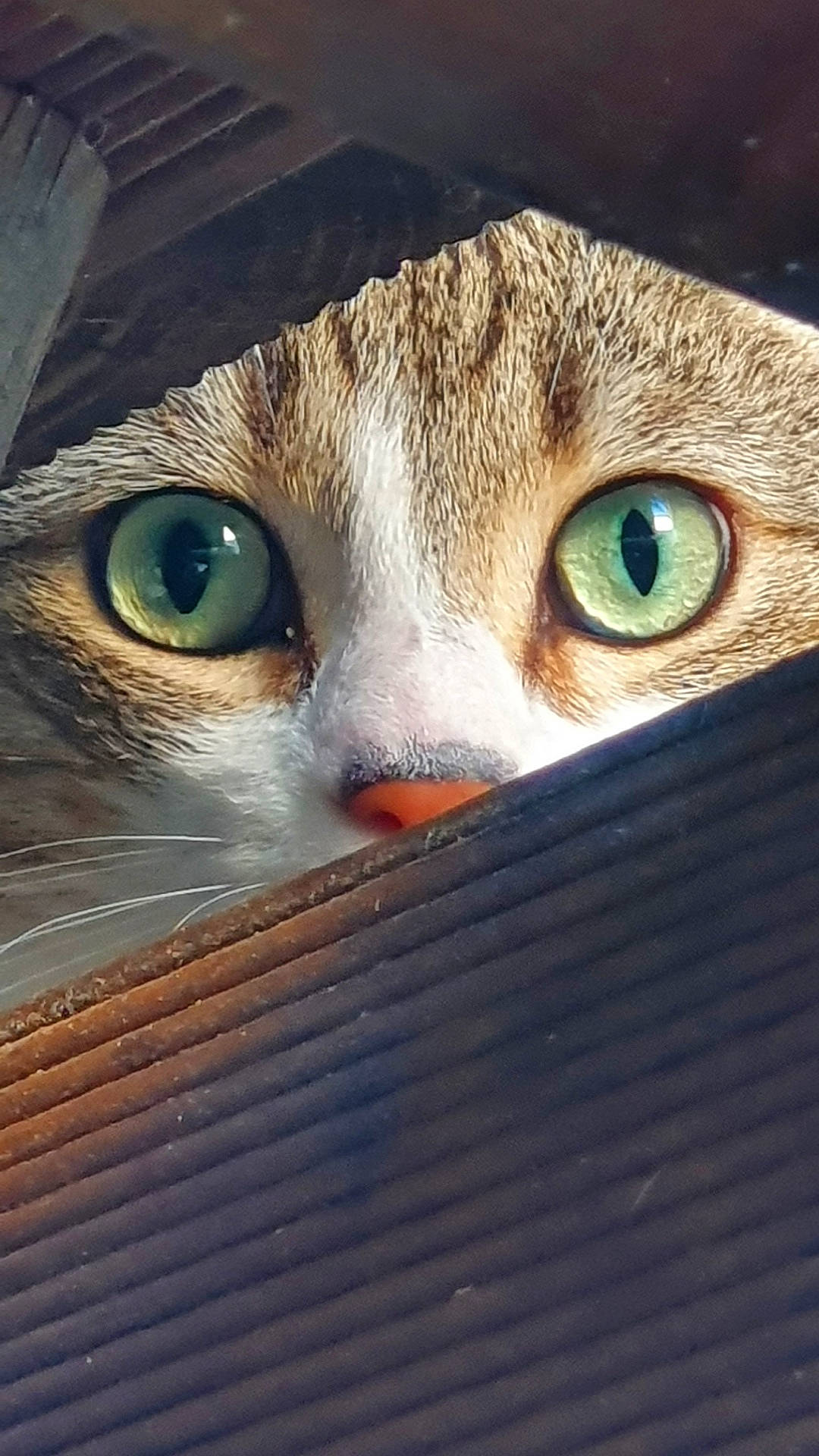 Chipie participe au concours pour gagner de l'argent avec cette photo : carnivore, cat, close_up, domestic_short_haired_cat, ear, eye, eyelash, fawn, felidae, fur, grass, iris, macro_photography, nose, small_to_medium_sized_cats, snout, terrestrial_animal, whiskers, wildlife, wood