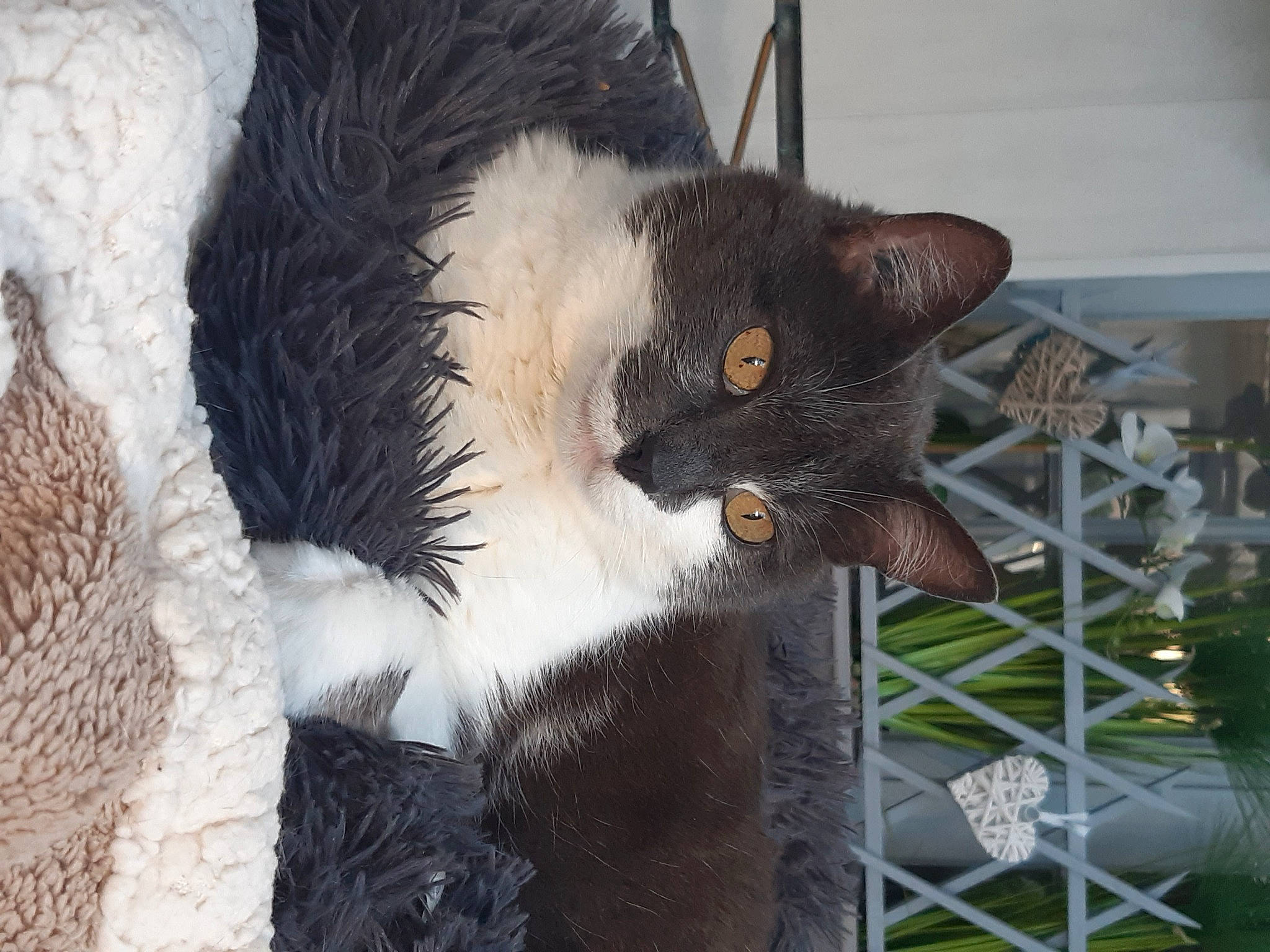 Domino participe au concours pour gagner de l'argent avec cette photo : carnivore, cat, cat_furniture, cat_supply, claw, domestic_short_haired_cat, felidae, fence, fur, mammal, mesh, paw, pet_supply, small_to_medium_sized_cats, snout, tail, terrestrial_animal, tree, vertebrate, whiskers