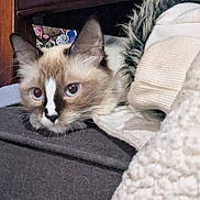 Biscuit is registered to the contest to win money with this photo: animal, blanket, cat, closeup, comfort, cozy, curious, cute, ears, eyes, face, feline, fur, hiding, home, indoor, pet, resting, soft, whiskers