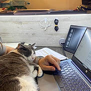 Nala participe au concours pour gagner de l'argent avec cette photo : cat, laptop, hand, keyboard, papers, cable, workstation, indoor, gray_cat, white_cat, sleeping_cat, pet, technology, desk, watch, typing, cozy, resting, home_office, computer