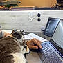 cat, laptop, hand, keyboard, papers, cable, workstation, indoor, gray_cat, white_cat, sleeping_cat, pet, technology, desk, watch, typing, cozy, resting, home_office, computer