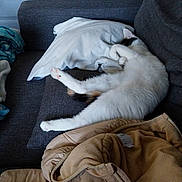 Kiara participe au concours pour gagner de l'argent avec cette photo : cat, couch, pillow, blanket, jacket, indoor, relaxing, sleeping, furniture, white, gray, cozy, pet, fur, resting, domestic, household, comfort, living_room, casual