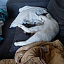cat, couch, pillow, blanket, jacket, indoor, relaxing, sleeping, furniture, white, gray, cozy, pet, fur, resting, domestic, household, comfort, living_room, casual