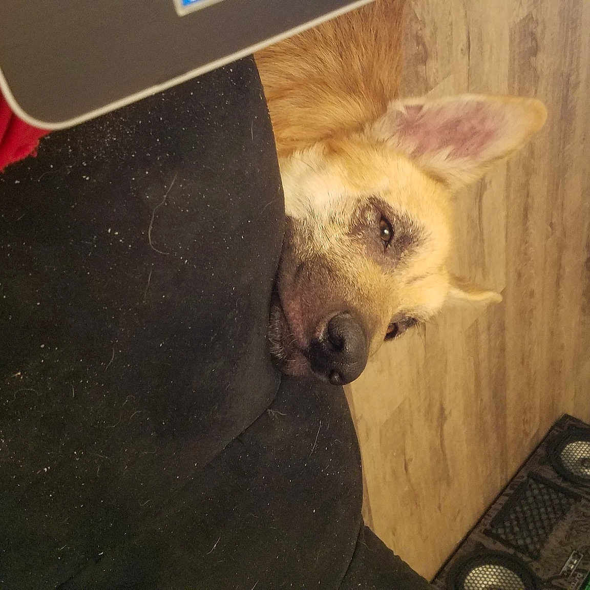 Ares is registered to the contest to win money with this photo: canidae, carnivore, dog, dog_breed, fawn, mammal, non_sporting_group, snout, street_dog