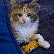 Essie joined the competition — help win amazing prizes! animal, blanket, calico, cat, closeup, cozy, cute, domestic, fur, furry, indoor, kitten, paw, pet, plush, resting, sleepy, toy, whiskers, young