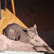 Mozart participe au concours pour gagner de l'argent avec cette photo :  lounging, animal, blanket, cat, chair, cozy, fluffy_blanket, furniture, gray_cat, indoor, lying_down, pet, portrait, relaxed, resting, sleepy, sunbeam, sunlight, window, wooden_floor