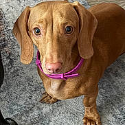Mia joined the competition — help win amazing prizes! dog, dachshund, pet, animal, brown_coat, pink_collar, curious, looking_up, indoor, carpet, floor, paw, ears, snout, canine, domestic_animal, fur, close_up, companion, cute
