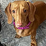 dog, dachshund, pet, animal, brown_coat, pink_collar, curious, looking_up, indoor, carpet, floor, paw, ears, snout, canine, domestic_animal, fur, close_up, companion, cute