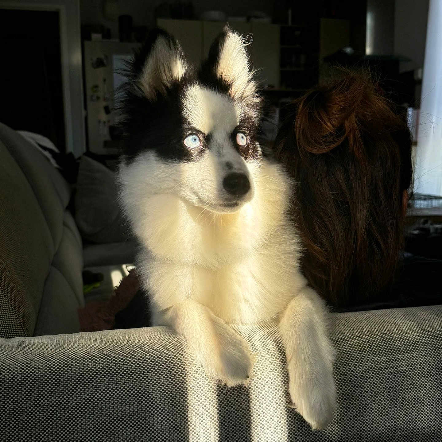 Woody participe au concours pour gagner de l'argent avec cette photo : animal, architecture, building, canine, cockerspaniel, collie, computerhardware, couch, cushion, dog, eskimodog, furniture, homedecor, husky, indoors, livingroom, papillon, pet, puppy, room