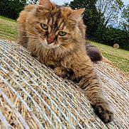 Orphée participe au concours pour gagner de l'argent avec cette photo : cat, tabby_cat, outdoor, hay_bale, grass, trees, nature, animal, feline, fur, resting, relaxed, greenery, field, daytime, closeup, mammal, wildlife, cute, pet