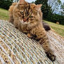 cat, tabby_cat, outdoor, hay_bale, grass, trees, nature, animal, feline, fur, resting, relaxed, greenery, field, daytime, closeup, mammal, wildlife, cute, pet