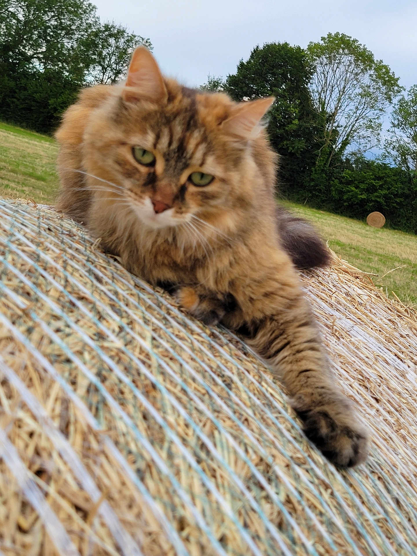 Orphée participe au concours pour gagner de l'argent avec cette photo : cat, tabby_cat, outdoor, hay_bale, grass, trees, nature, animal, feline, fur, resting, relaxed, greenery, field, daytime, closeup, mammal, wildlife, cute, pet