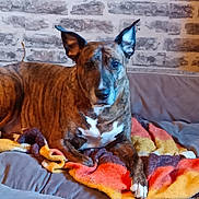 Anastasia participe au concours pour gagner de l'argent avec cette photo : dog, brindle, blanket, couch, indoor, pet, animal, brick_wall, resting, ears_up, paw, fur, looking, cozy, home, furniture, mammal, companion, relaxed, domestic