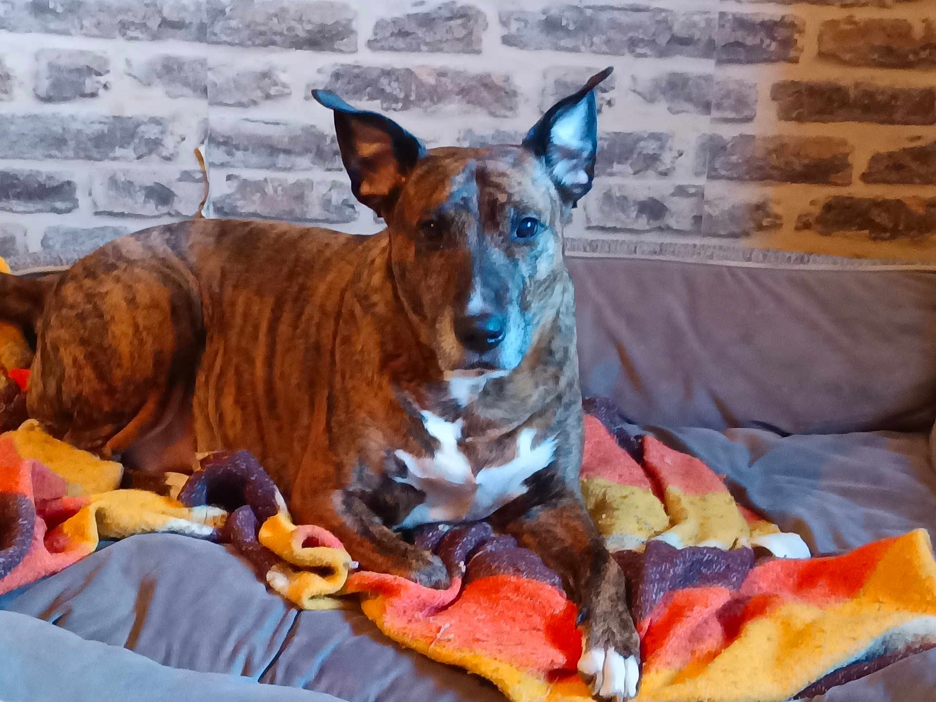Anastasia participe au concours pour gagner de l'argent avec cette photo : dog, brindle, blanket, couch, indoor, pet, animal, brick_wall, resting, ears_up, paw, fur, looking, cozy, home, furniture, mammal, companion, relaxed, domestic