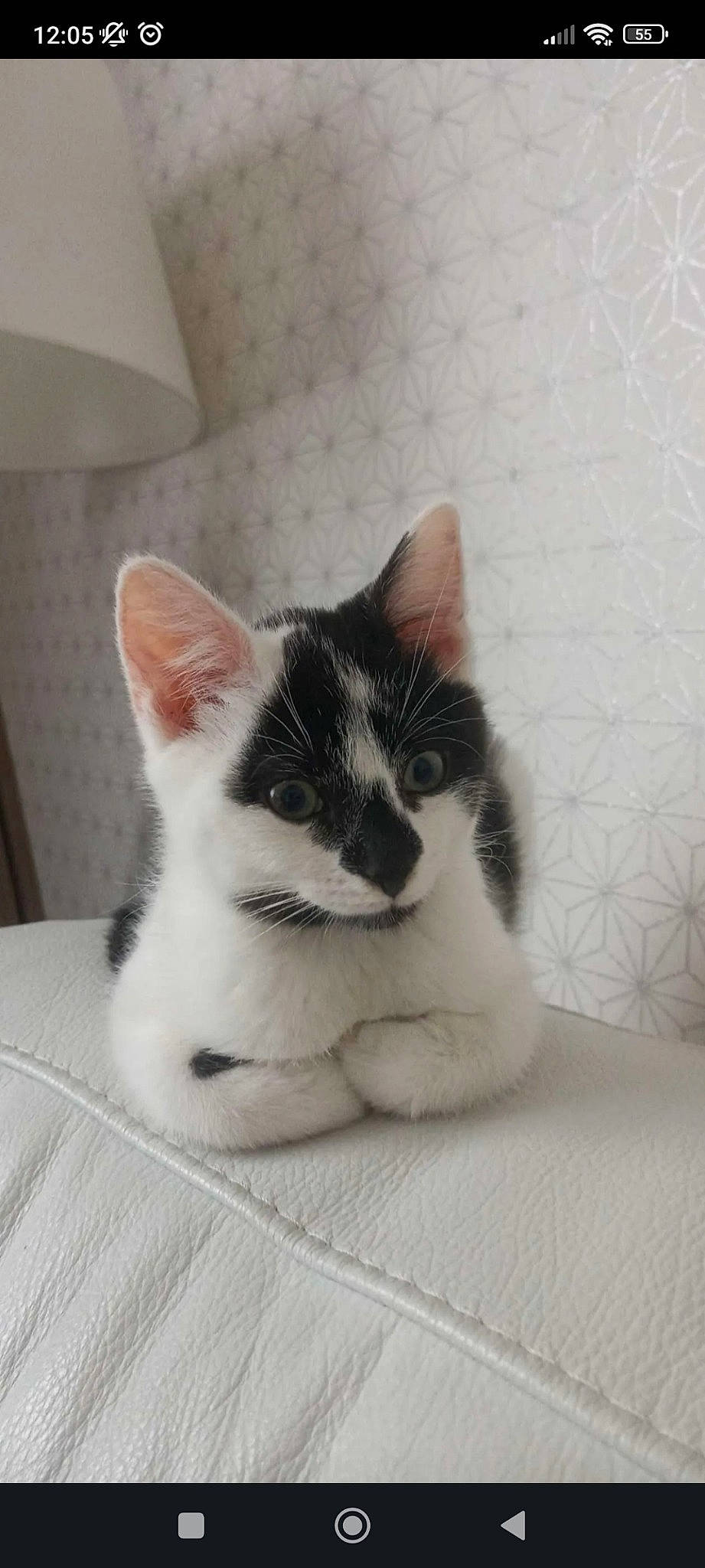 Neko participe au concours pour gagner de l'argent avec cette photo : carnivore, cat, comfort, domestic_short_haired_cat, felidae, fur, grey, paw, small_to_medium_sized_cats, snout, tail, whiskers