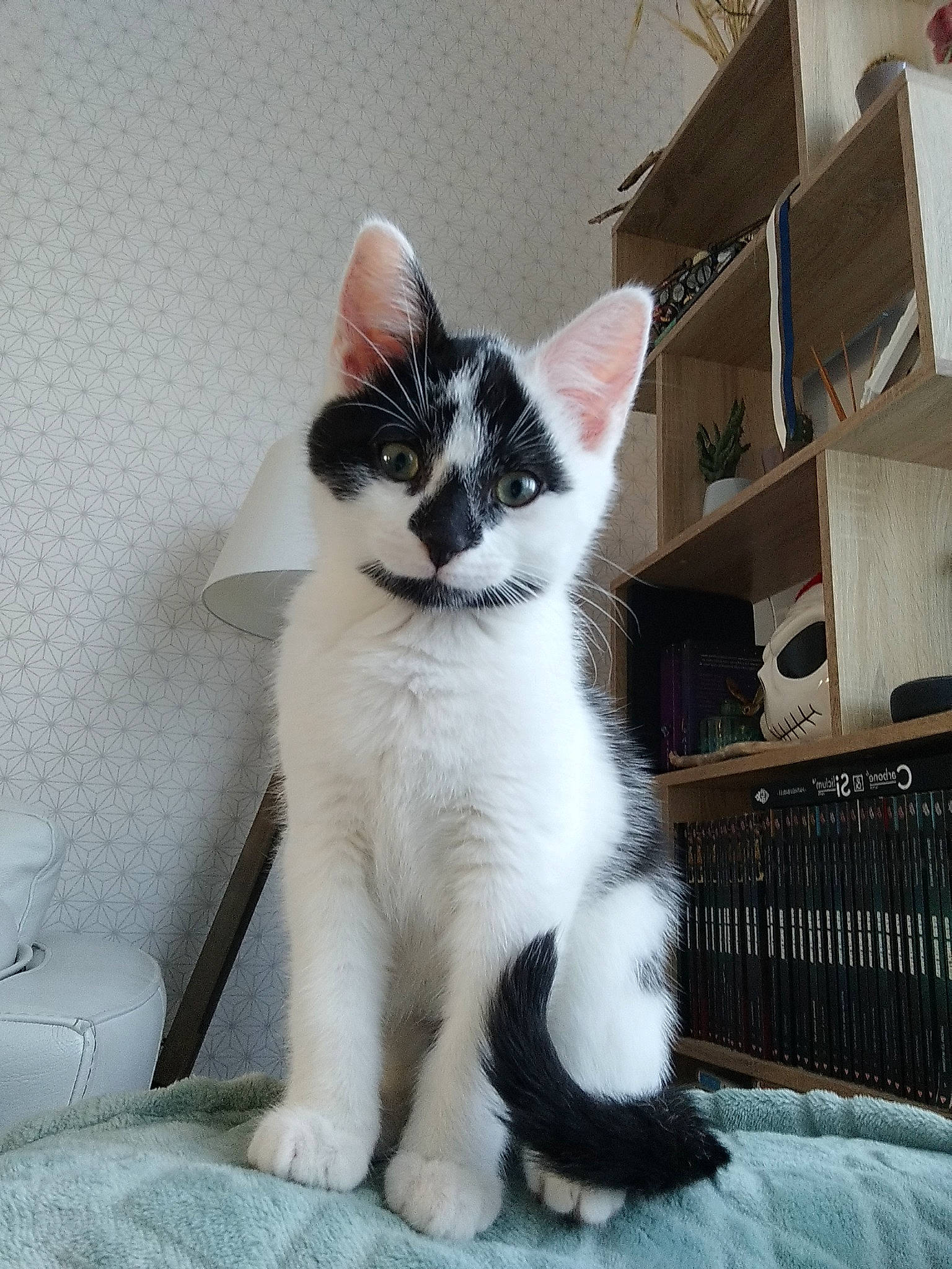 Neko a rejoint le concours — aidez-le/la à gagner de superbes lots ! carnivore, cat, domestic_short_haired_cat, felidae, foot, fur, paw, sitting, small_to_medium_sized_cats, snout, tail, whiskers, window