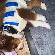 Milo Trip is registered to the contest to win money with this photo: puppy, dog, sleeping, sweater, striped_sweater, brown_fur, white_paws, collar, wooden_floor, blanket, mat, cozy, pet, cute, indoor, resting, fur, animal, domestic_animal, small_dog