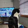 Kaz joined the competition — help win amazing prizes! cat, black_and_white, indoor, couch, television, video_game, window, curtains, carpet, pen, grooming_brush, furniture, animal, pet, sitting, side_view, room, technology, relaxation, living_room