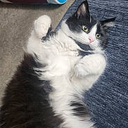 Kaz is registered to the contest to win money with this photo: cat, black_and_white, fluffy, fur, pet, indoor, carpet, play_tunnel, curious, relaxed, lying_down, paws, wide_eyes, blue_surface, cozy, animal, mammal, whiskers, cute, feline