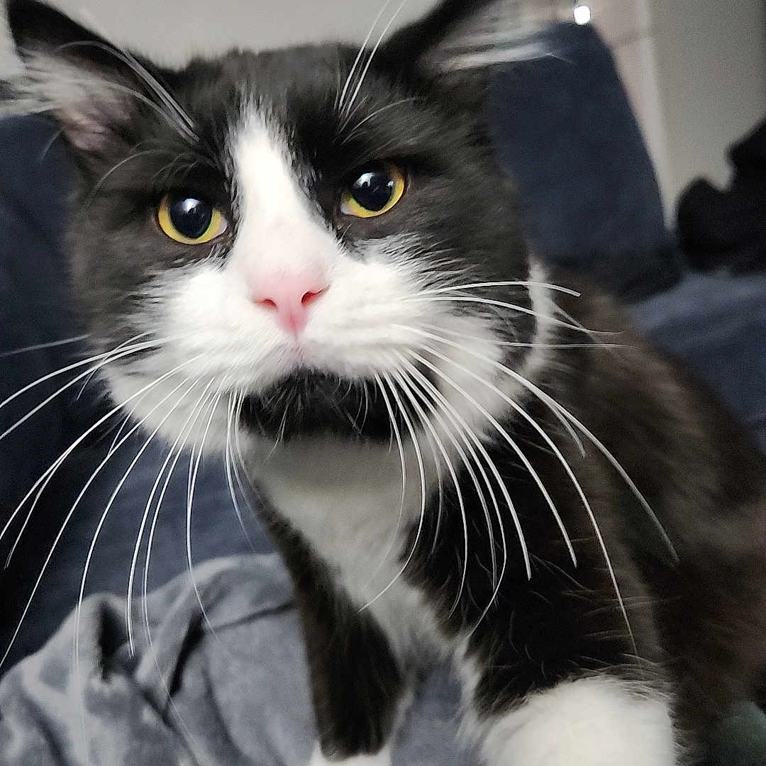 Kaz is registered to the contest to win money with this photo: animal, black_and_white, blanket, cat, close_up, cozy, curious, domestic_cat, ears, feline, fur, indoor, living_room, nose, paw, pet, portrait, soft_texture, whiskers, yellow_eyes