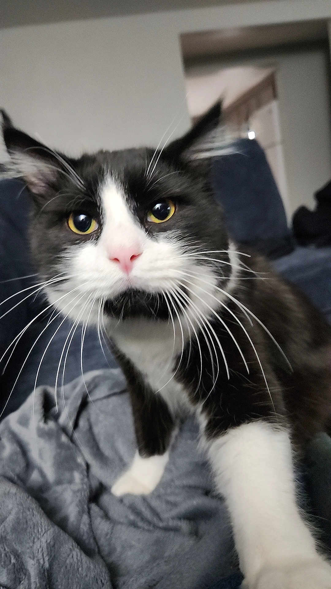 Kaz is registered to the contest to win money with this photo: cat, black_and_white, whiskers, close_up, yellow_eyes, indoor, blanket, feline, curious, pet, animal, soft_texture, nose, ears, fur, paw, cozy, living_room, domestic_cat, portrait