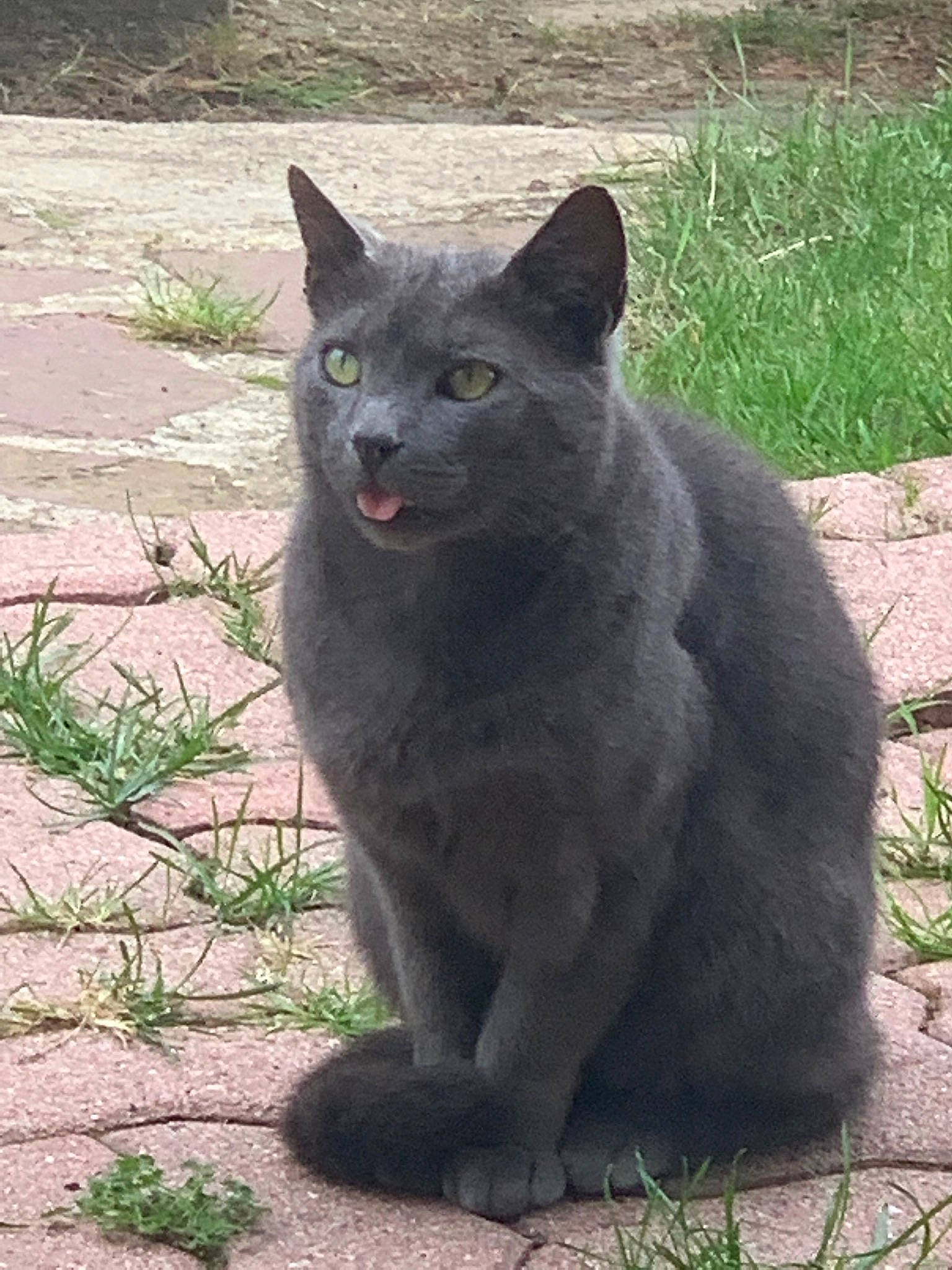Jean Louis participe au concours pour gagner de l'argent avec cette photo : carnivore, cat, dog_breed, domestic_short_haired_cat, eye, felidae, fur, grass, grey, plant, russian_blue, small_to_medium_sized_cats, snout, tail, terrestrial_animal, tree, whiskers, wildlife, window