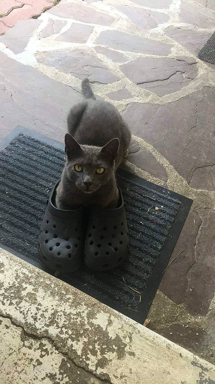 Jean Louis a rejoint le concours — aidez-le/la à gagner de superbes lots ! art, asphalt, automotive_tire, big_cats, carnivore, cat, city, concrete, fawn, felidae, glasses, grey, mammal, road_surface, sculpture, small_to_medium_sized_cats, snout, terrestrial_animal, vertebrate, whiskers