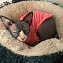 cat, sphynx_cat, pet_bed, pink_sweater, hairless, animal, indoor, cozy, sleepy, feline, furless, resting, cute, curled_up, soft, bed, domestic_animal, looking, ears, comfort