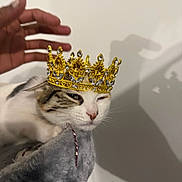 Pinky a rejoint le concours — aidez-le/la à gagner de superbes lots ! cat, crown, hand, shadow, wall, fur, pet, animal, indoor, relaxed, sleepy, closeup, accessory, white, gray, brown, soft, texture, decorative, jewelry