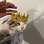 cat, crown, hand, shadow, wall, fur, pet, animal, indoor, relaxed, sleepy, closeup, accessory, white, gray, brown, soft, texture, decorative, jewelry