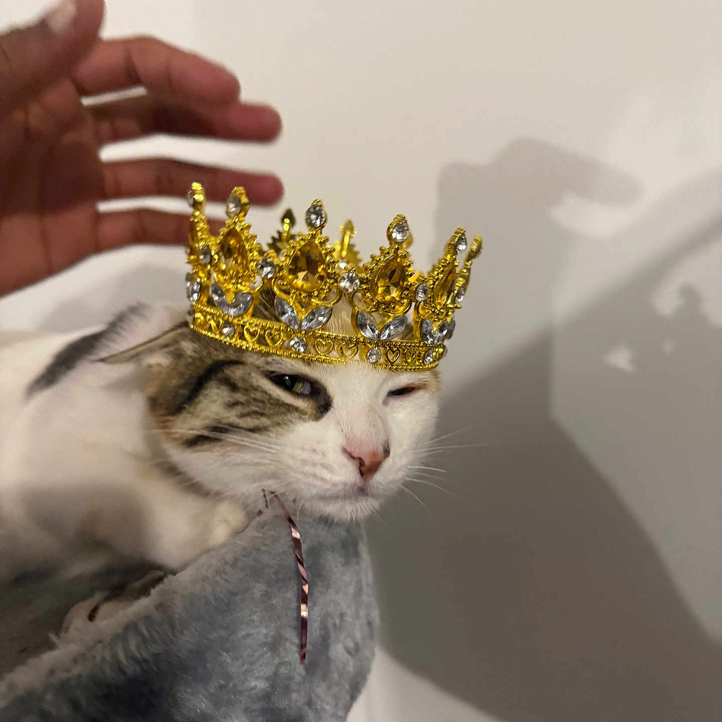 Pinky a rejoint le concours — aidez-le/la à gagner de superbes lots ! accessory, animal, brown, cat, closeup, crown, decorative, fur, gray, hand, indoor, jewelry, pet, relaxed, shadow, sleepy, soft, texture, wall, white