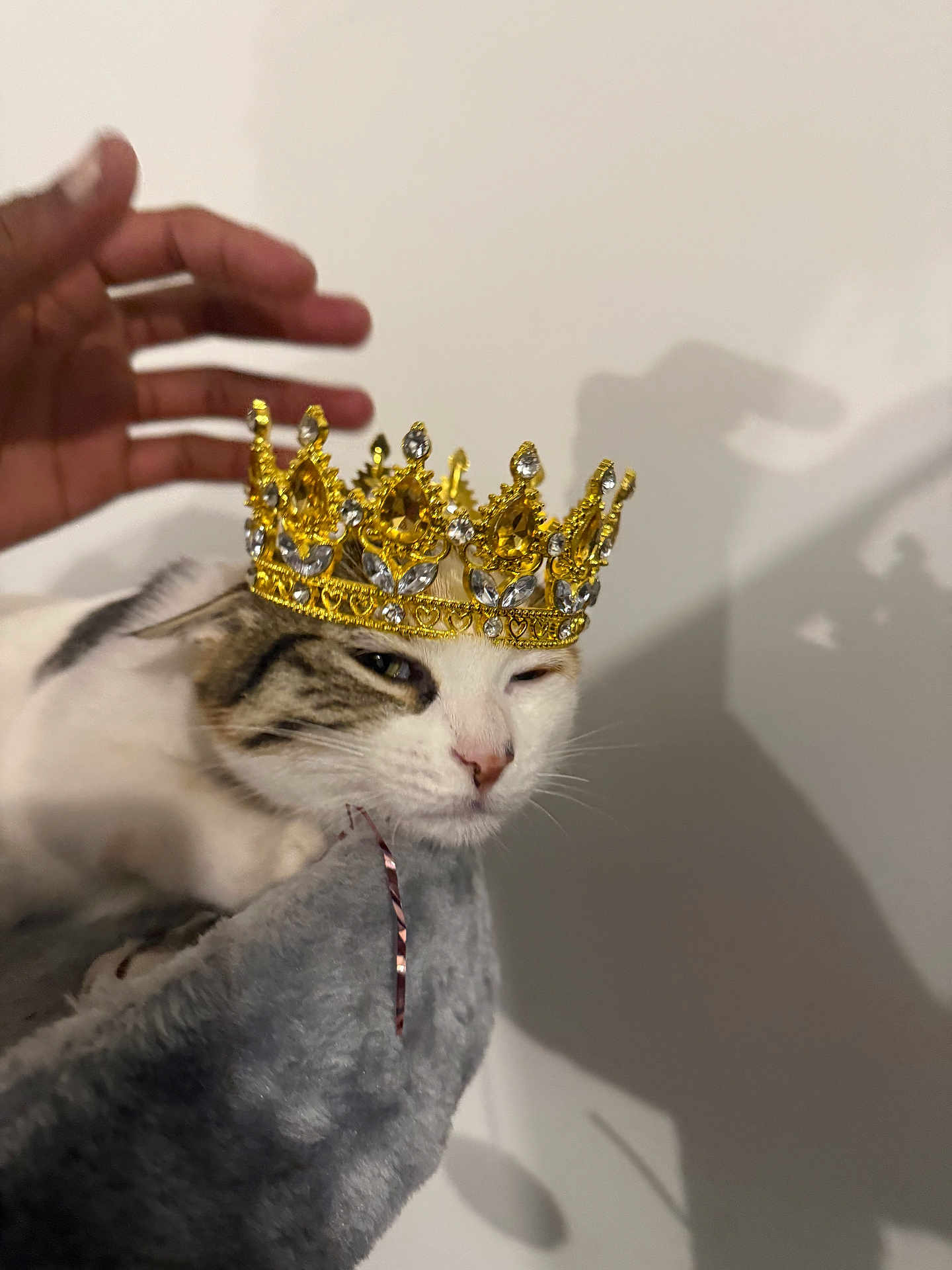 Pinky a rejoint le concours — aidez-le/la à gagner de superbes lots ! cat, crown, hand, shadow, wall, fur, pet, animal, indoor, relaxed, sleepy, closeup, accessory, white, gray, brown, soft, texture, decorative, jewelry