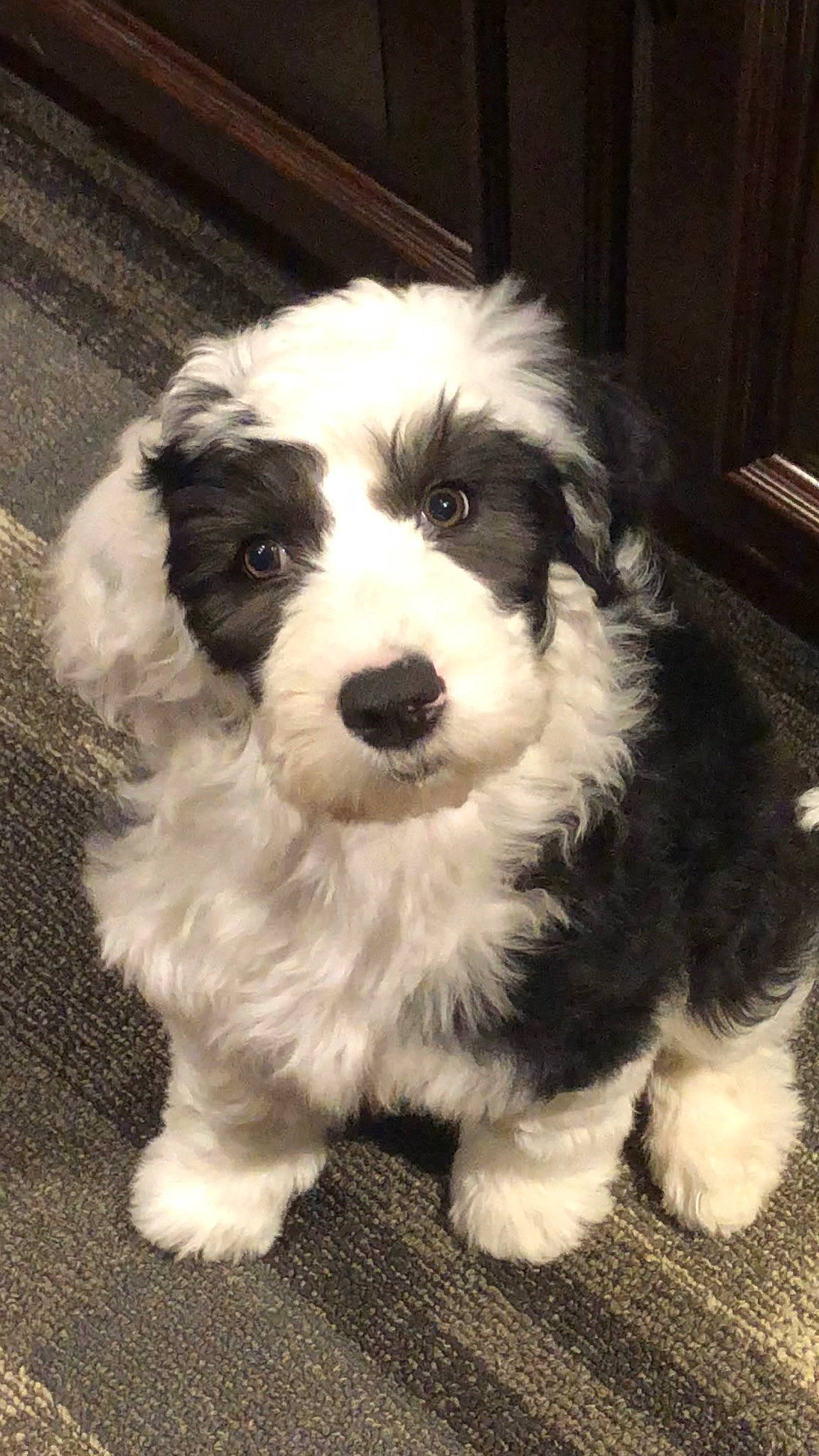 Aiko joined the competition — help win amazing prizes! australian_shepherd, canidae, carnivore, cockapoo, companion_dog, dog, dog_breed, havanese, kyi_leo, maltepoo, mammal, old_english_sheepdog, polish_lowland_sheepdog, puppy, rare_breed_dog, sporting_group, sporting_lucas_terrier, terrier, tibetan_terrier, vertebrate