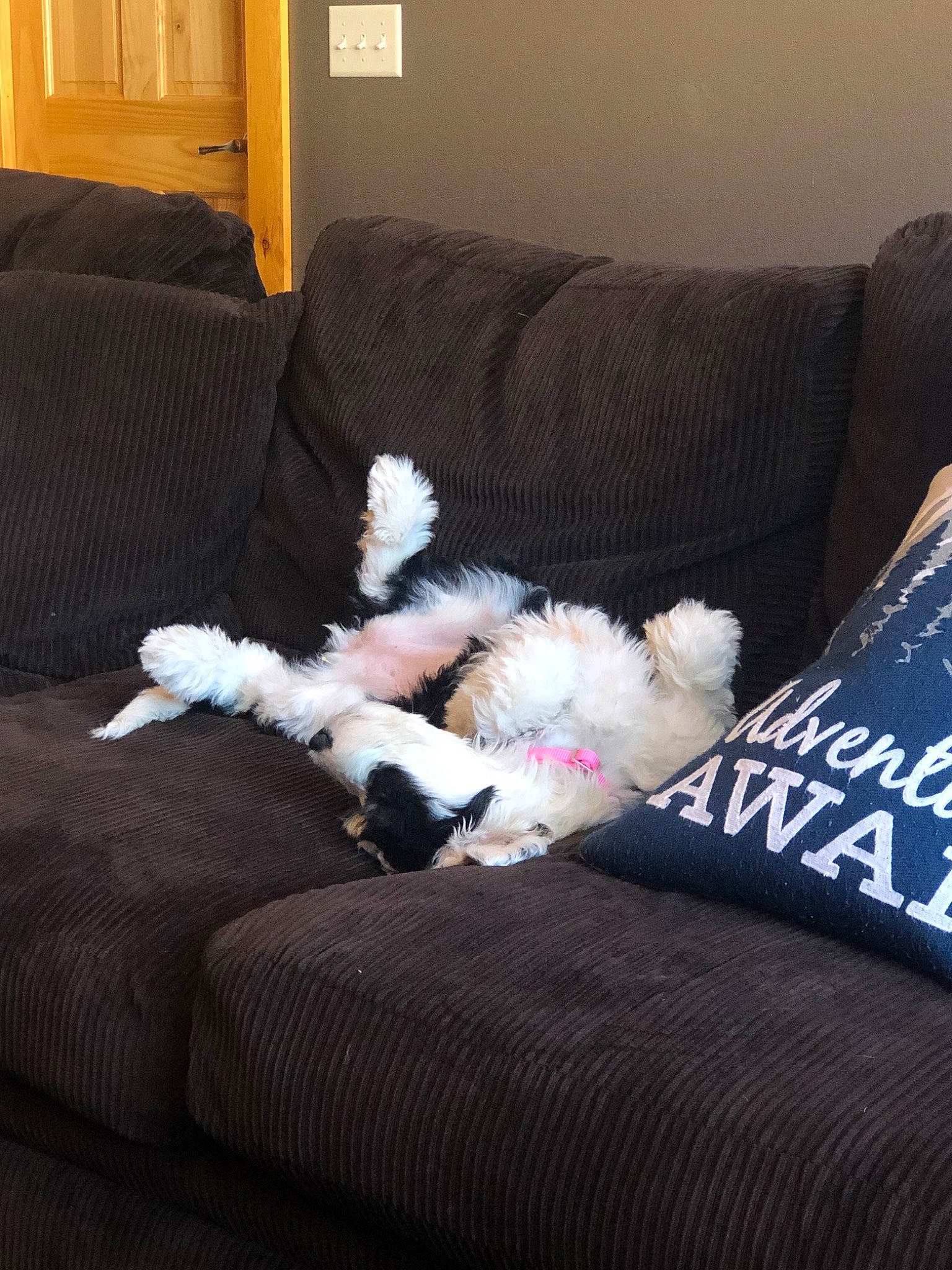 Aiko joined the competition — help win amazing prizes! bed, bedroom, canidae, carnivore, comfort, companion_dog, couch, dog, dog_breed, fox_terrier, fur, furniture, nap, non_sporting_group, pillow, puppy, room
