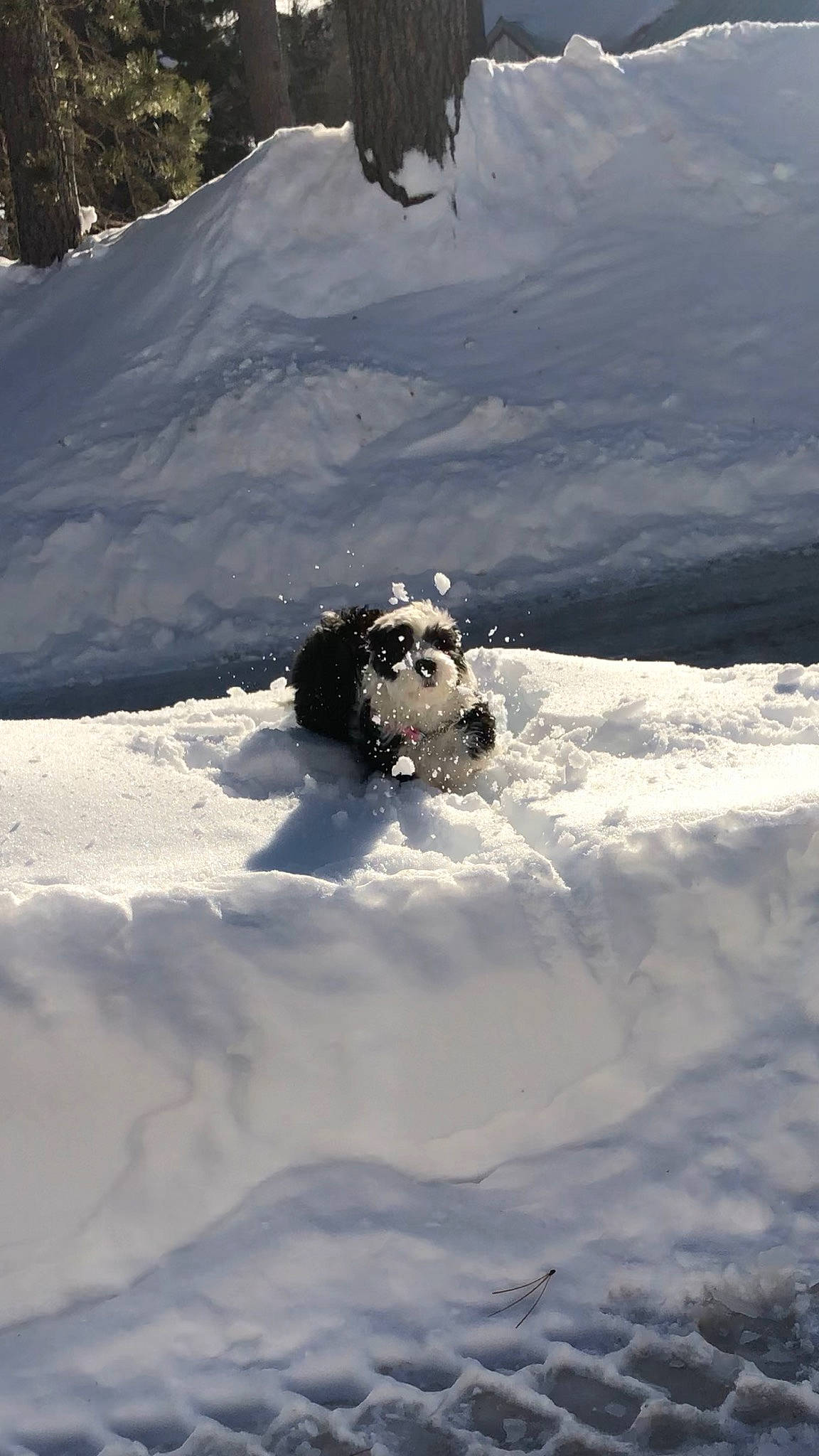 Aiko is registered to the contest to win money with this photo: arctic, canidae, dog_breed, freezing, geological_phenomenon, ice_cap, non_sporting_group, sky, snow, sporting_group, tibetan_terrier, winter