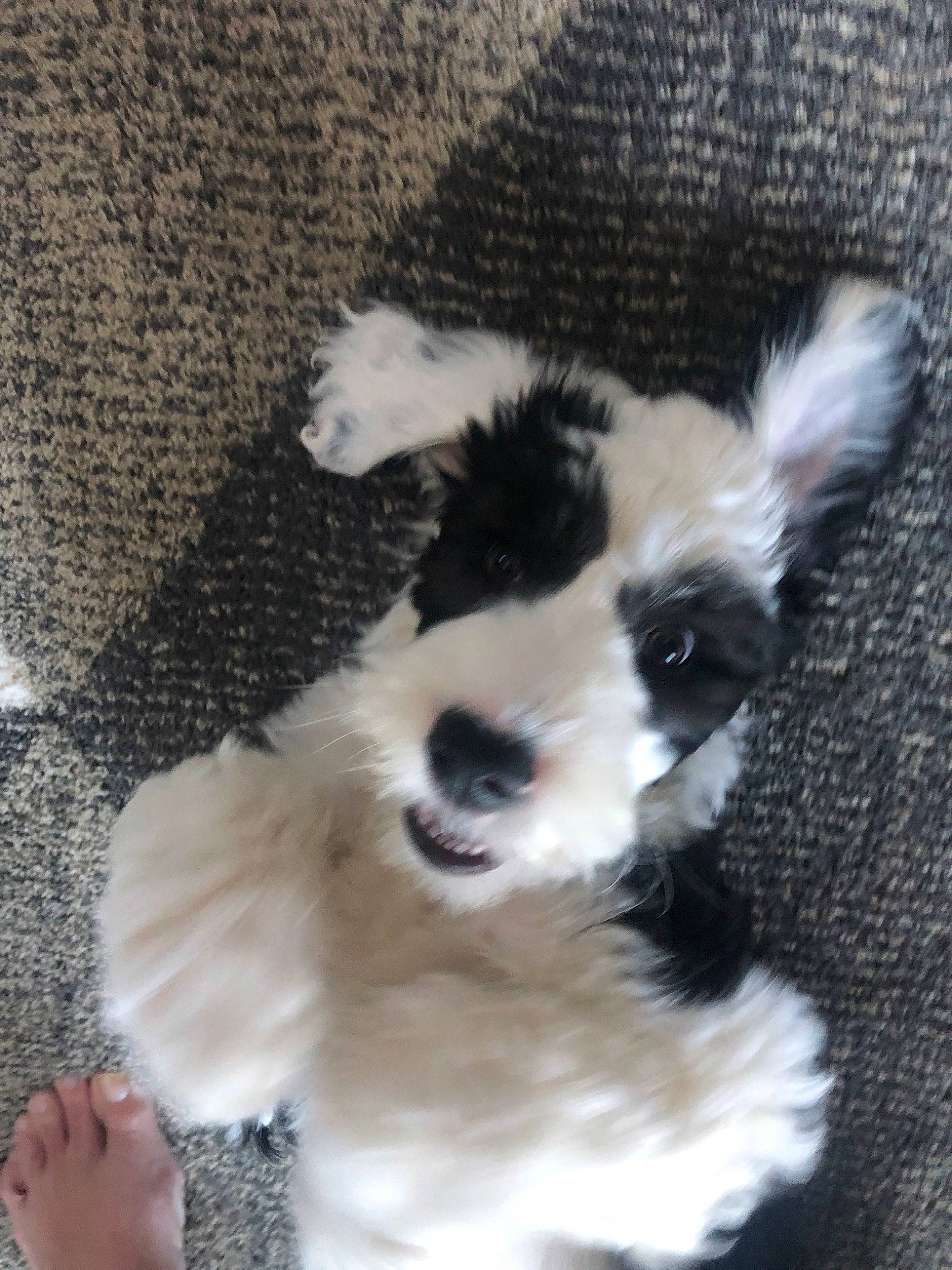 Aiko joined the competition — help win amazing prizes! canidae, carnivore, companion_dog, dog, dog_breed, ear, havanese, mammal, miniature_schnauzer, non_sporting_group, puppy, schnauzer, shih_tzu, snout, sporting_group, terrier, toy_dog, vertebrate