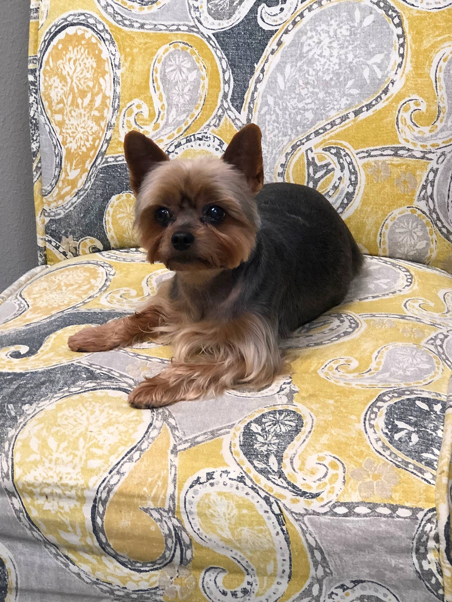 Stitch is registered to the contest to win money with this photo: australian_silky_terrier, biewer_terrier, canidae, carnivore, companion_dog, dog, dog_breed, fawn, mammal, morkie, norwich_terrier, puppy, rare_breed_dog, small_terrier, terrier, toy_dog, vertebrate, yorkshire_terrier