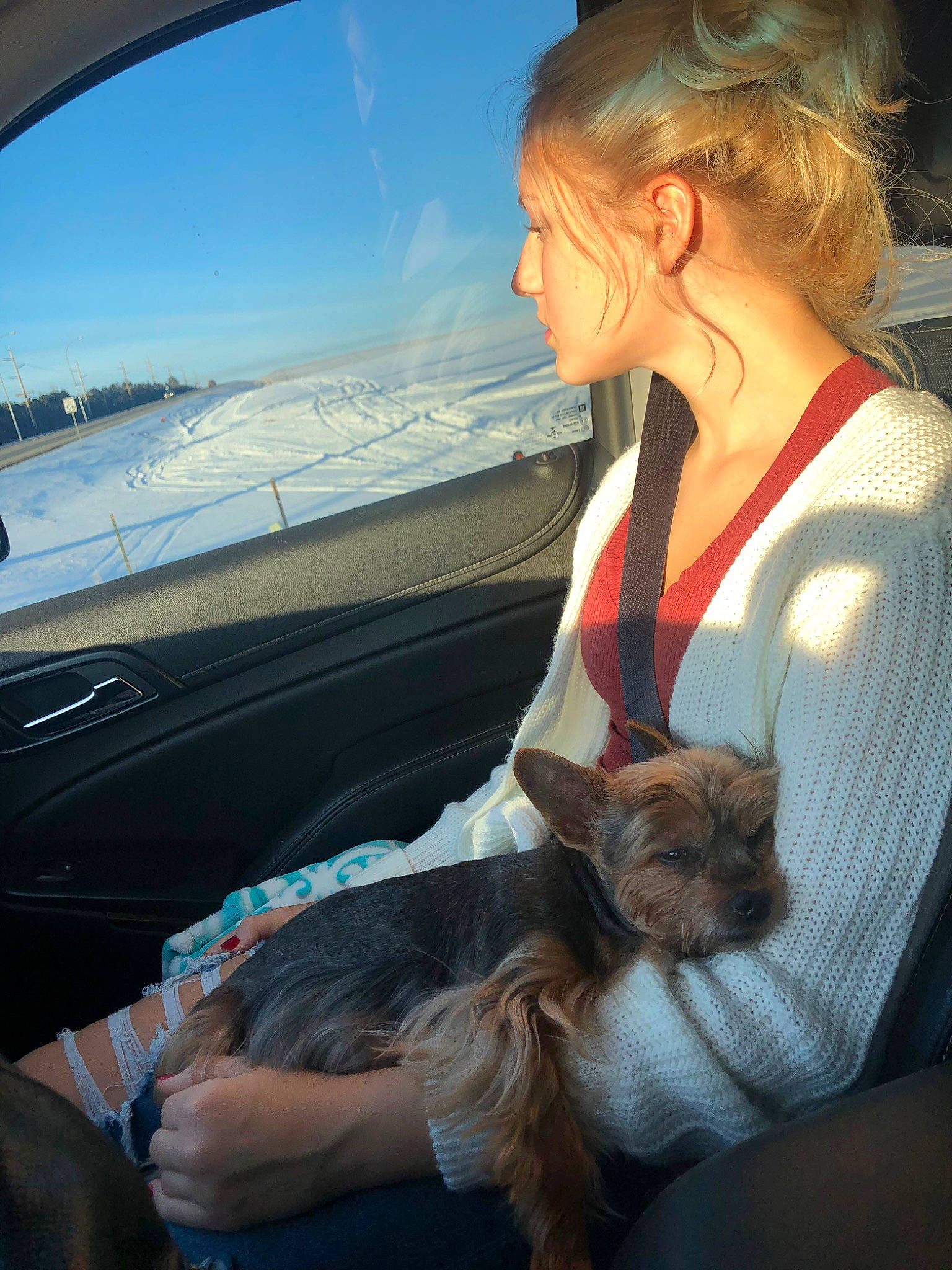 Stitch joined the competition — help win amazing prizes! automotive_window_part, canidae, car, car_seat, carnivore, companion_dog, dog, ear, morkie, passenger, toy_dog, vacation, yorkshire_terrier