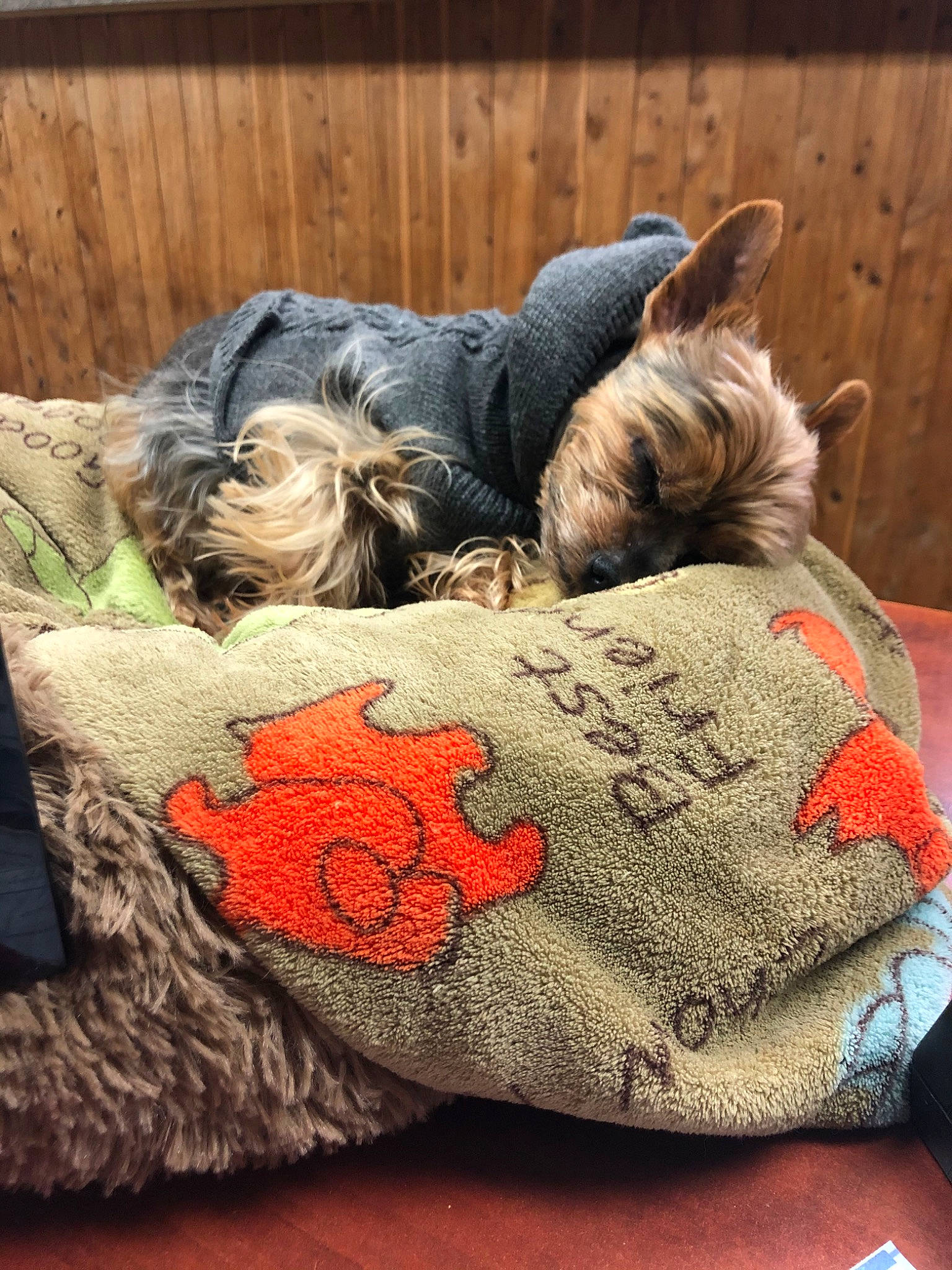 Stitch is registered to the contest to win money with this photo: canidae, carnivore, cat, comfort, companion_dog, dog, dog_breed, fawn, nap, non_sporting_group, pillow, puppy, toy_dog