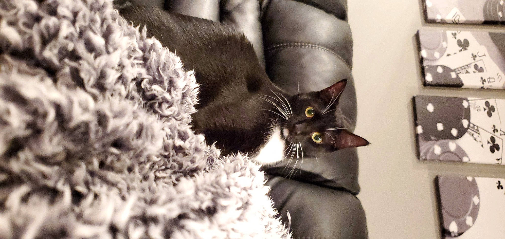 Crowley is registered to the contest to win money with this photo: black_and_white, black_cat, carnivore, cat, comfort, domestic_short_haired_cat, felidae, fur, grey, human_leg, mammal, monochrome, monochrome_photography, plant, small_to_medium_sized_cats, snout, style, tail, tree, whiskers